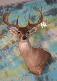 10pt. Texas Hill Country Whitetail Deer Shoulder Taxidermy Mount