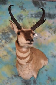 Pronghorn Antelope Shoulder Taxidermy Mount