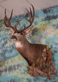Very Nice Mule Deer Buck Shoulder Taxidermy Mount