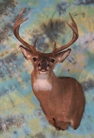 10pt. Whitetail Deer Shoulder Taxidermy Mount with Open Mouth in "Rut Pose"