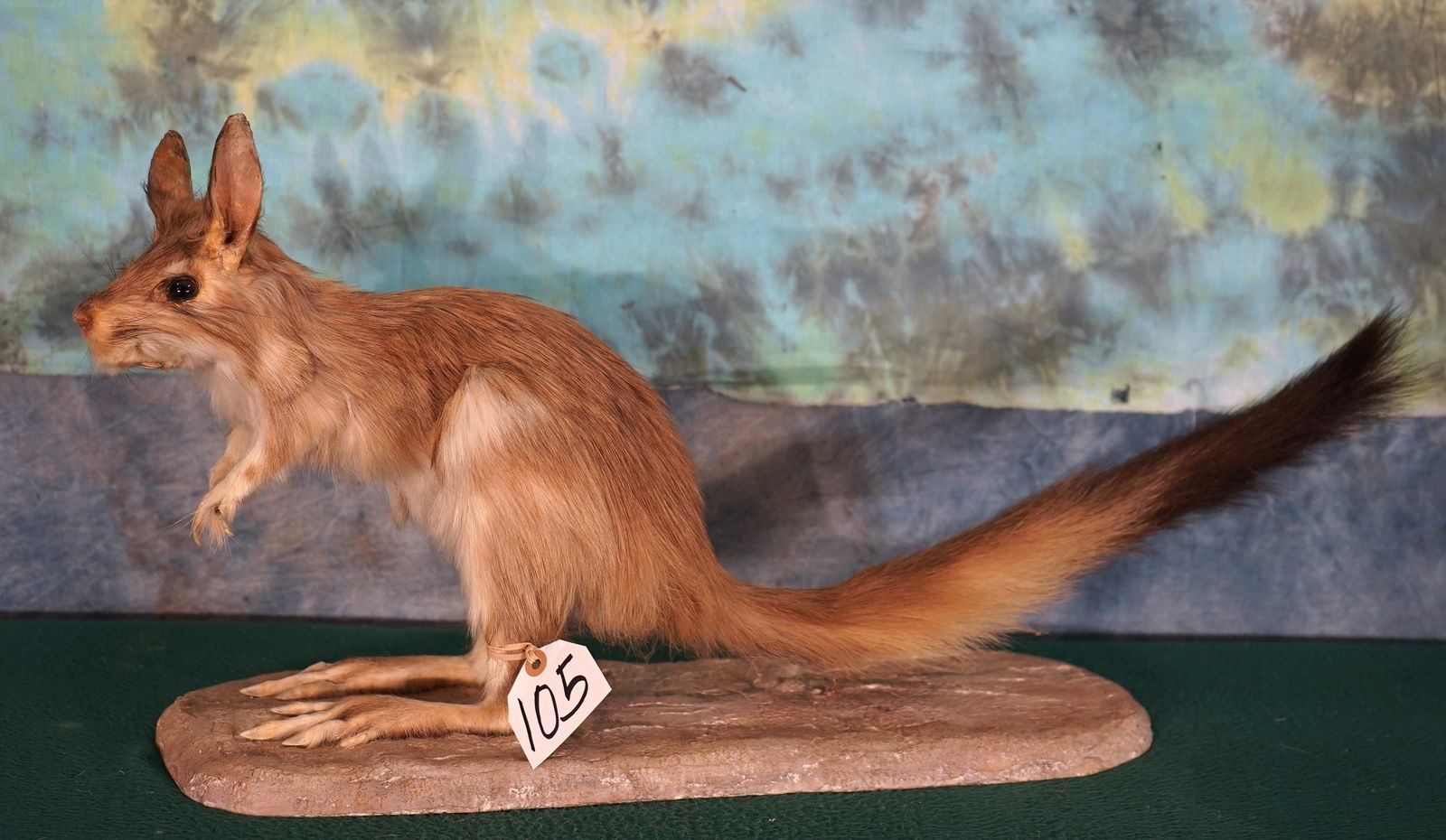 African Springhare Full Body Taxidermy Mount: This mount has been done in a natural pose, and this mount is in excellent condition. The taxidermy is a good solid grade 9.