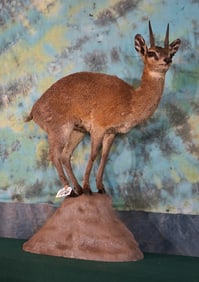 African Klipspringer Pygmy Antelope Full Body Taxidermy Mount