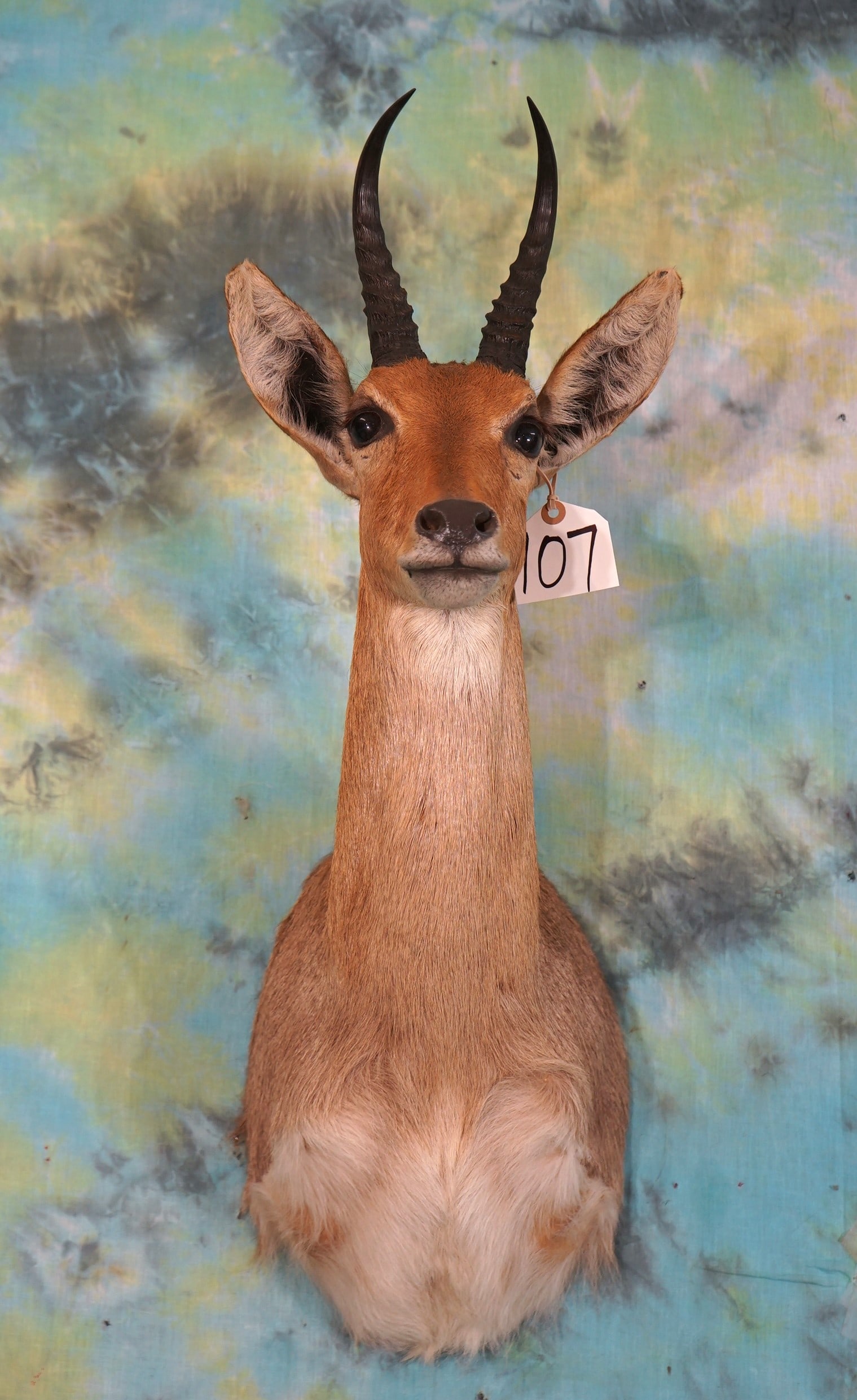 African Gold Medal Southern Mountain Reedbuck Shoulder Taxidermy Mount (1 of 3)