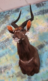 Southern African Nyala Antelope Shoulder Taxidermy Mount