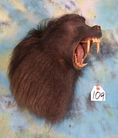 African Chacma Baboon Shoulder Taxidermy Mount