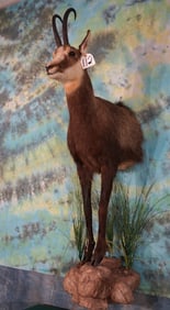 Half Body Alpine Chamois in Habitat Taxidermy Mount