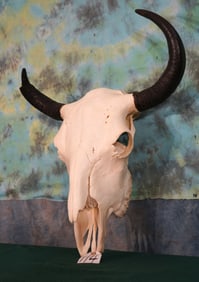 American Bison Skull Taxidermy