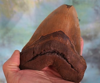Huge & Rare 6 1/4" Megalodon, "Giant Prehistoric Shark" Tooth Fossil