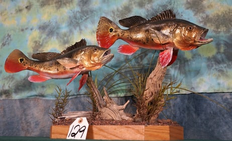 Brand New Pair of Peacock Bass Real Skin Taxidermy Fish Mount on Natural Habitat Base