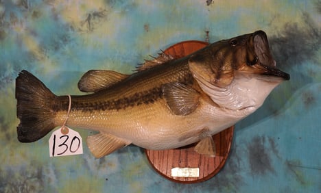 20" Real Skin 7 1/4 Lbs. Largemouth Bass Taxidermy Fish Mount