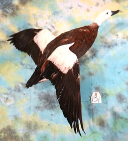 Flying Paradise Duck from New Zealand Taxidermy Bird Mount
