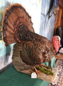 Wild Turkey Gobbler Strutting Taxidermy Bird Mount