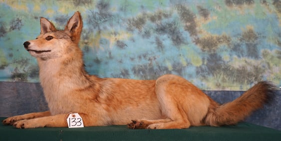 Unusual Cinnamon Blond colored Coyote Full Body Taxidermy Mount