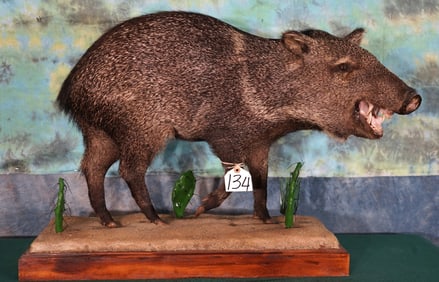 Javelina or "Collared Peccary" Full Body Taxidermy Mount