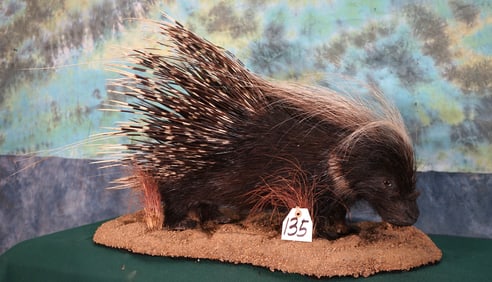 Quality African Porcupine Full Body Taxidermy Mount