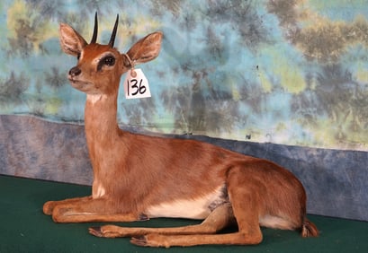 African Stienbuck Pygmy Antelope Full Body Taxidermy Mount
