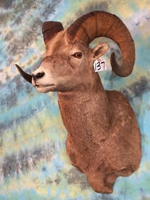 Rocky Mountain Bighorn Sheep Shoulder Taxidermy Ram Mount