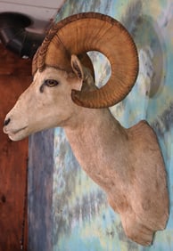 166 6/8" net Awards Book Desert Bighorn Sheep Shoulder Taxidermy Ram Mount