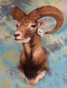 Iranian Red Sheep Shoulder Taxidermy Ram Mount