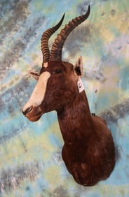 African Blesbuck Antelope Shoulder Taxidermy Mount