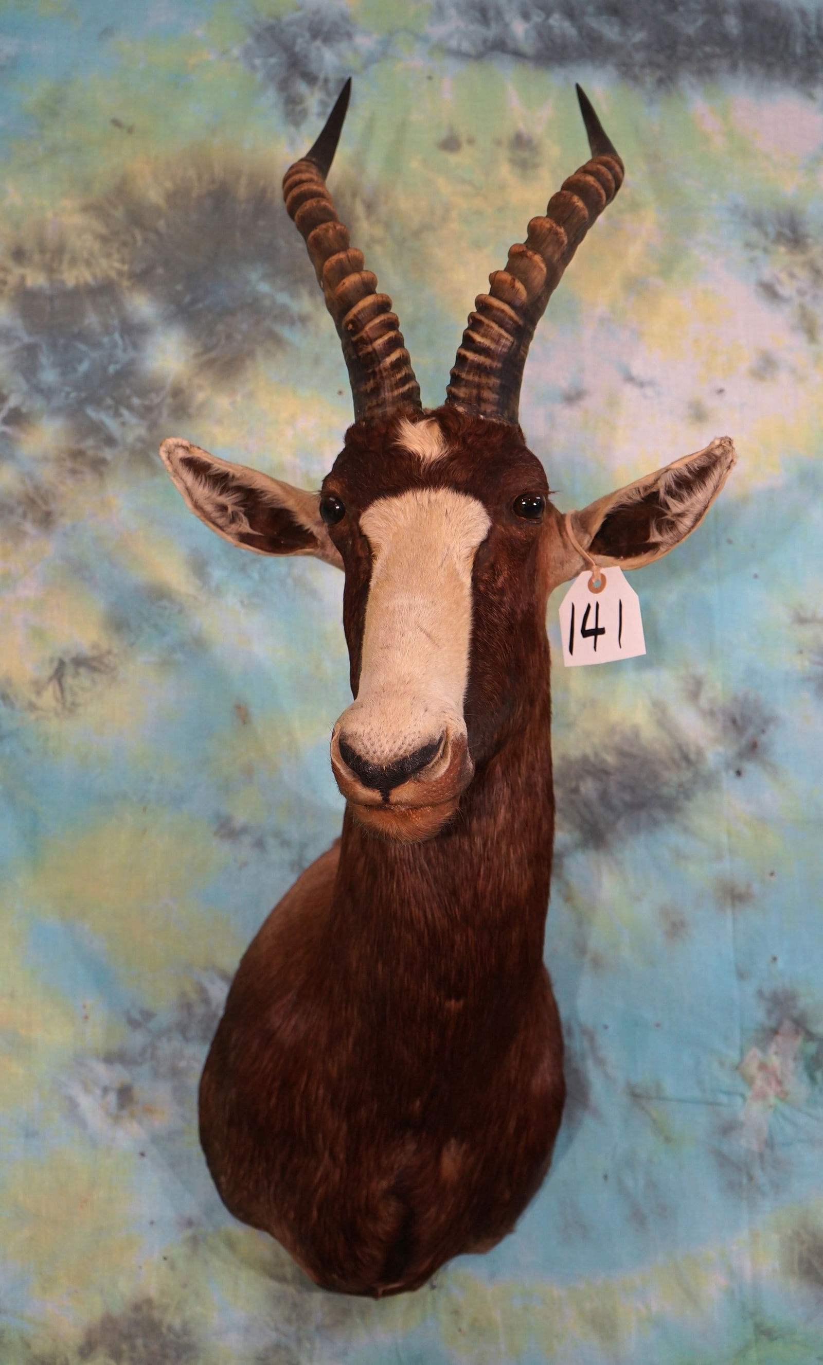 African Blesbuck Antelope Shoulder Taxidermy Mount (1 of 3)
