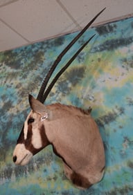 African Gemsbuck Antelope Shoulder Taxidermy Mount