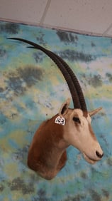 African Scimitar Horned Oryx Shoulder Taxidermy Mount