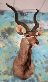African Greater Kudu Shoulder Taxidermy Mount