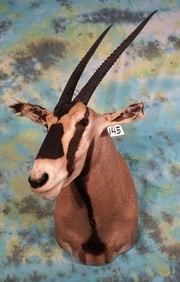 African Fringe Eared Oryx Shoulder Taxidermy Mount **TEXAS RESIDENTS ONLY!**