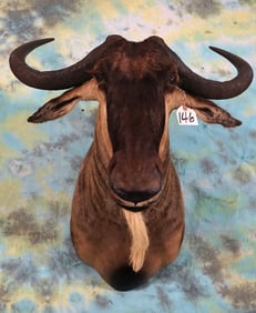 African White-Bearded Wildebeest Shoulder Taxidermy Mount