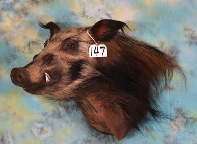 African Bushpig Shoulder Taxidermy Mount