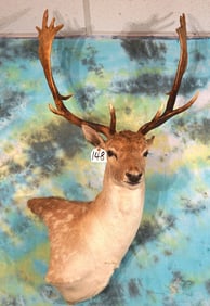 Beautiful Spotted Fallow Deer Shoulder Taxidermy Mount