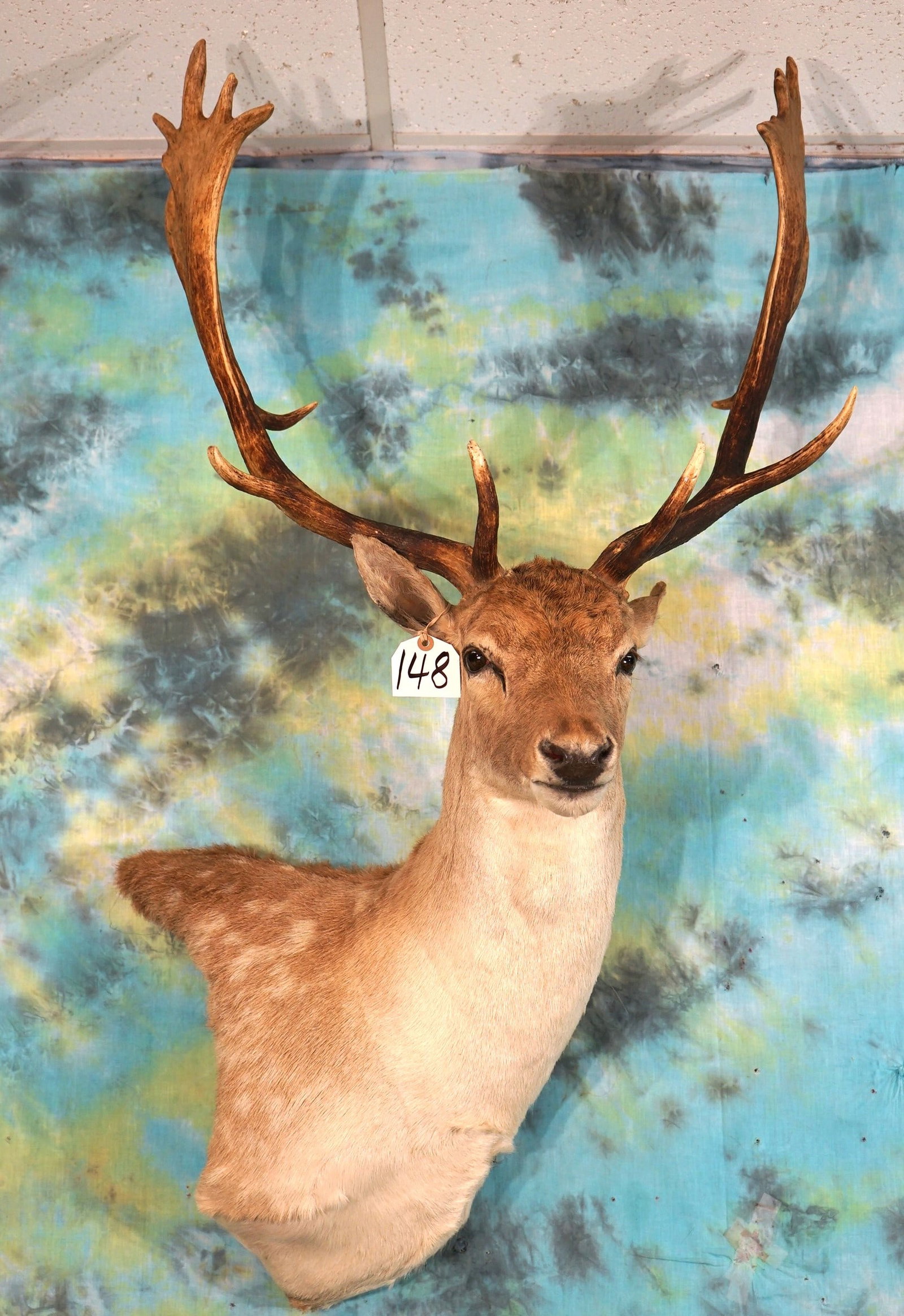 Beautiful Spotted Fallow Deer Shoulder Taxidermy Mount (1 of 3)