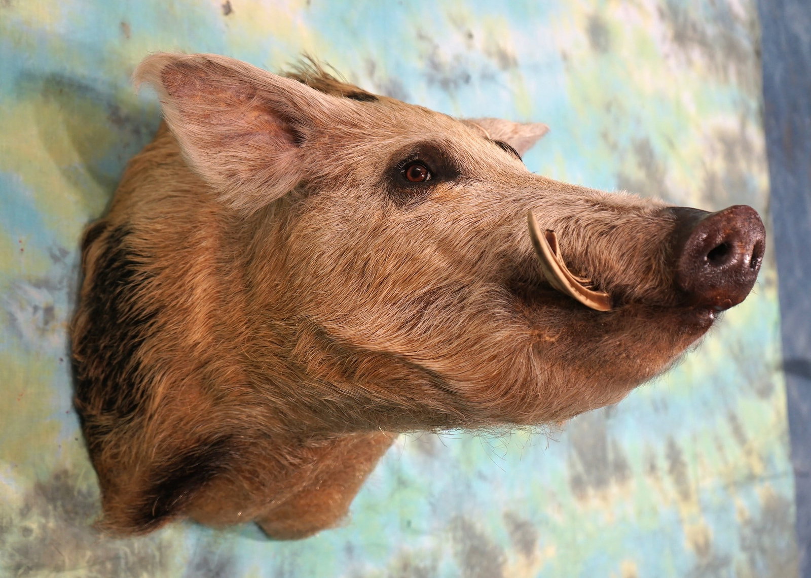 Spotted Feral Hog or "Wild Boar" Shoulder Taxidermy Mount: This is a large Wild Boar with large tusk. The mount is in mint-like condition, with taxidermy quality of grade 9.75.