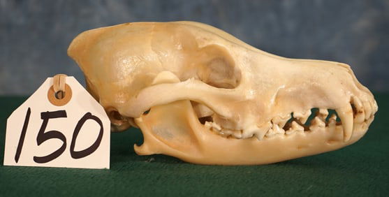 Complete Coyote Skull Taxidermy