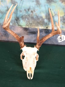 8pt. Whitetail Deer Skull Taxidermy