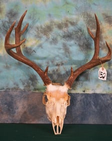 4x 4 with Brow Tines Mule Deer Skull Taxidermy