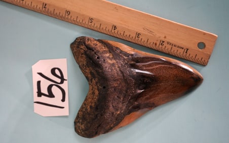 Beautiful 5 1/2" Polished High Quality Megalodon "Giant Prehistoric Shark" Tooth Fossil