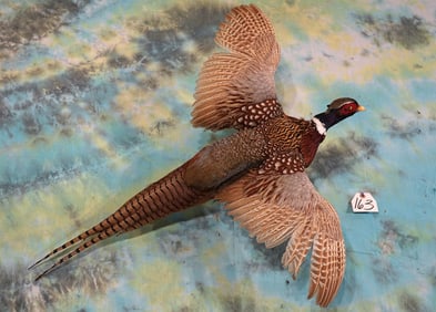 Flying Ringneck Pheasant Taxidermy Bird Mount