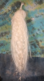Beautiful White Peacock Taxidermy Bird Mount