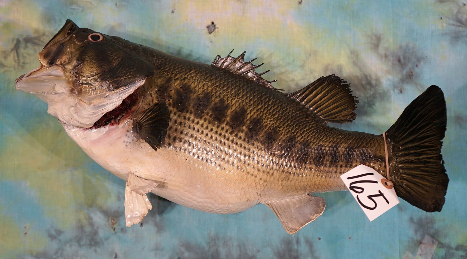 21 1/2", 8Lbs. Real Skin Largemouth Bass Taxidermy Fish Mount (1 of 3)