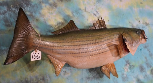 40"Long, approx. 30Lbs. Real Skin Striped Bass Taxidermy Fish Mount
