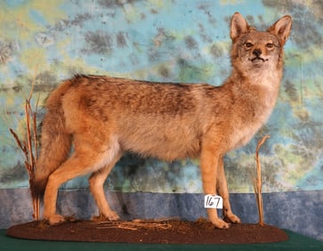 Full Body Coyote in Habitat Taxidermy Mount