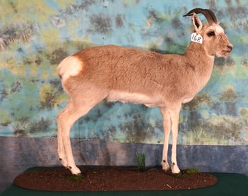 Mongolian Gazelle Full Body Taxidermy Mount in Habitat