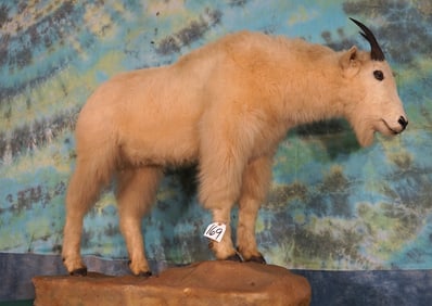 Full Body Rocky Mountain Goat Nanny