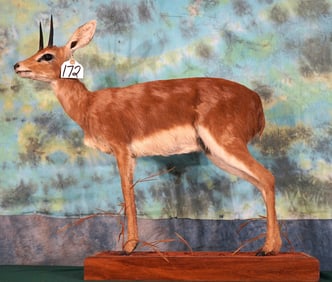 African Stienbuck Pygmy Antelope Full Body Taxidermy Mount