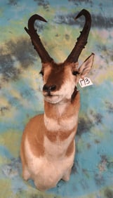 84 2/8" net Boone & Crockett Pronghorn Antelope Shoulder Taxidermy Mount