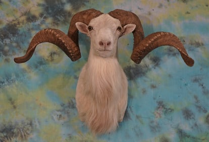 Gold Medal Record Book Texas Dall Sheep Shoulder Taxidermy Ram Mount