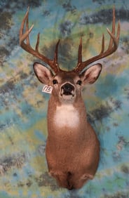B & C Awards Book Canadian Whitetail Deer Shoulder Taxidermy Mount