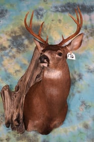 Alaskan Sitka Blacktail Deer Shoulder Taxidermy Mount